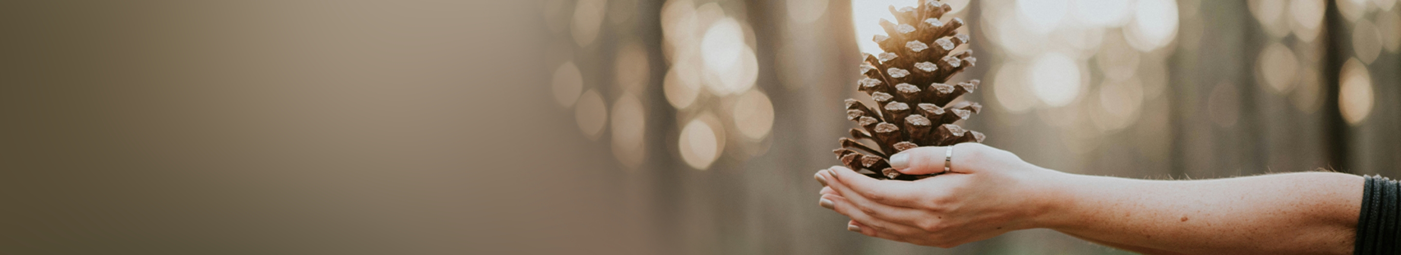 hand holding a pinecone