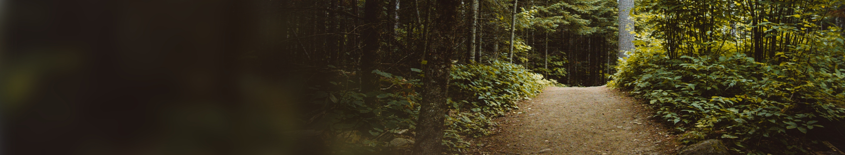 forest trail