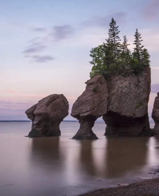 Fundy Albert
