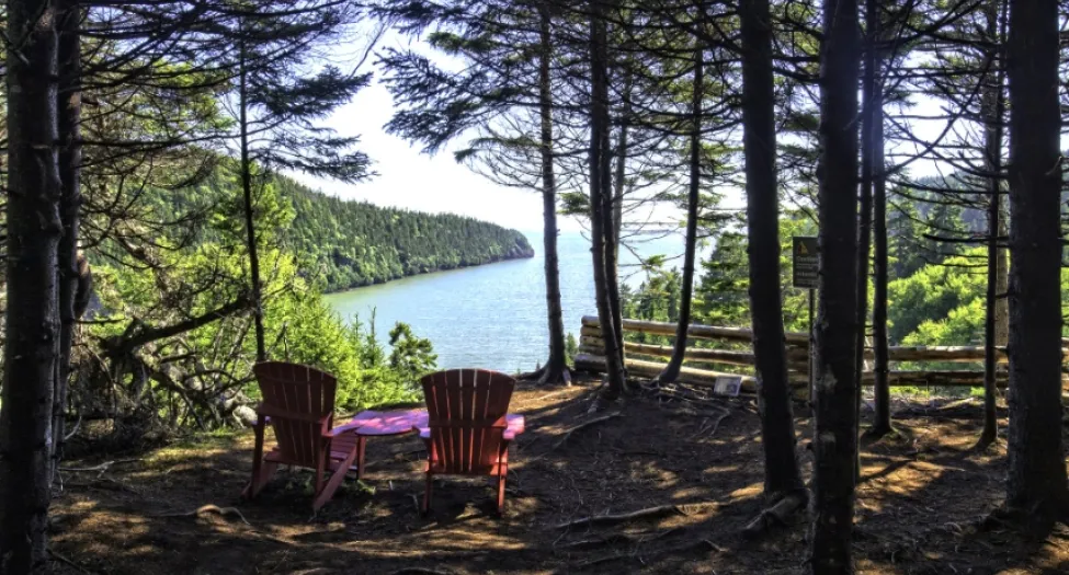 forest with lake