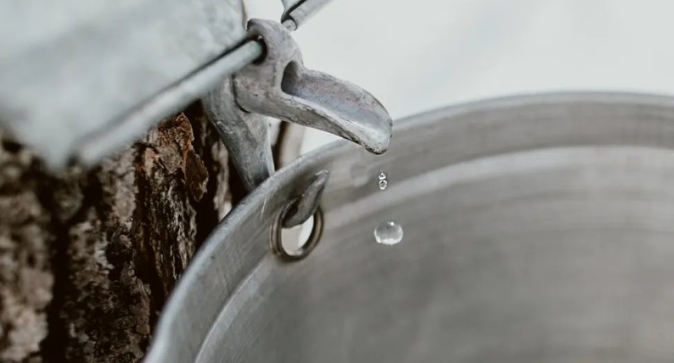 maple tree tap
