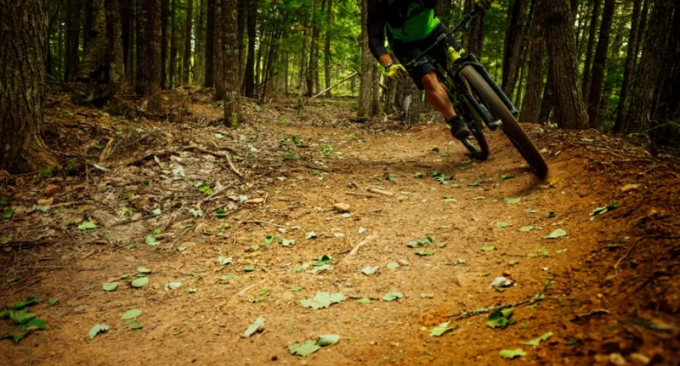 bike in forest trail